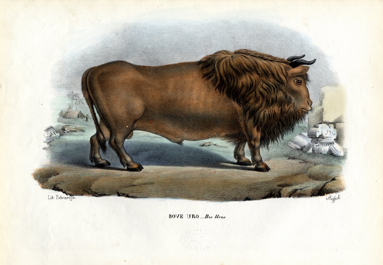 Aurochs, 1863-79 tekijältä Raimundo Petraroja