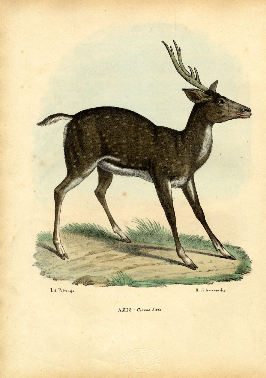 Axis Deer, 1863-79 tekijältä Raimundo Petraroja
