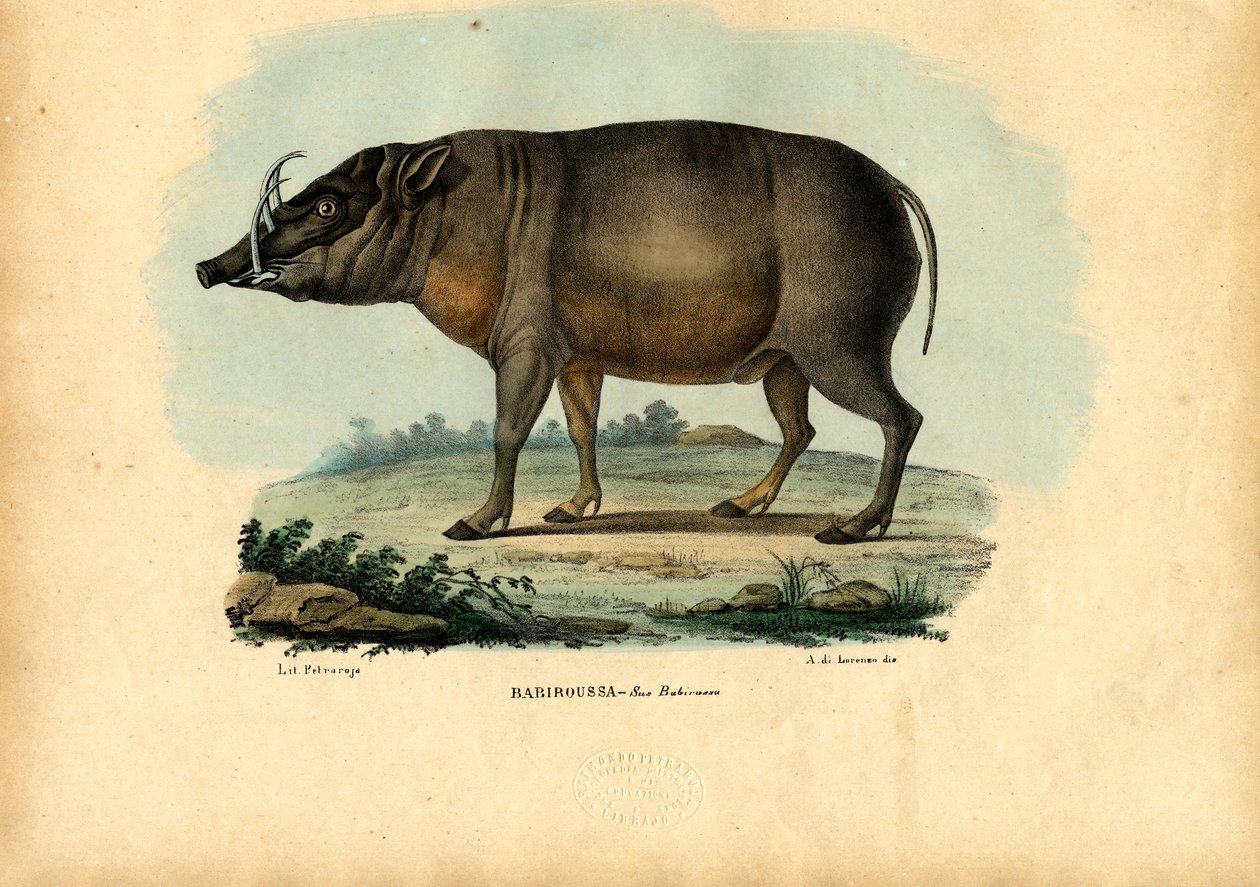 Babirusa, 1863-79 tekijältä Raimundo Petraroja