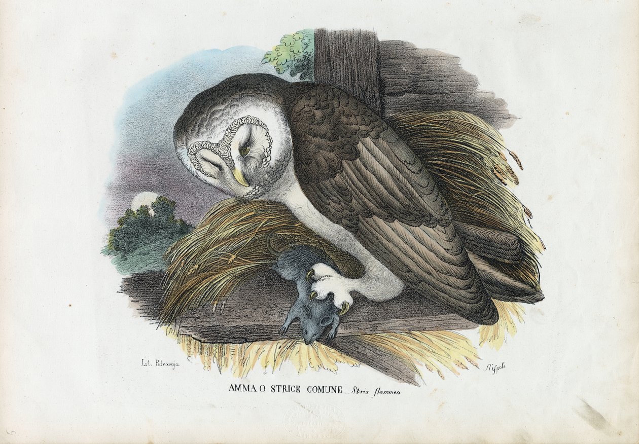 Pöllö, 1863-79 tekijältä Raimundo Petraroja