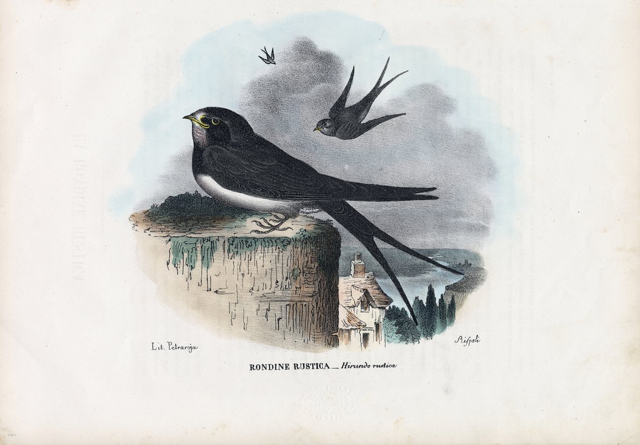 Pääskynen, 1863-79 tekijältä Raimundo Petraroja