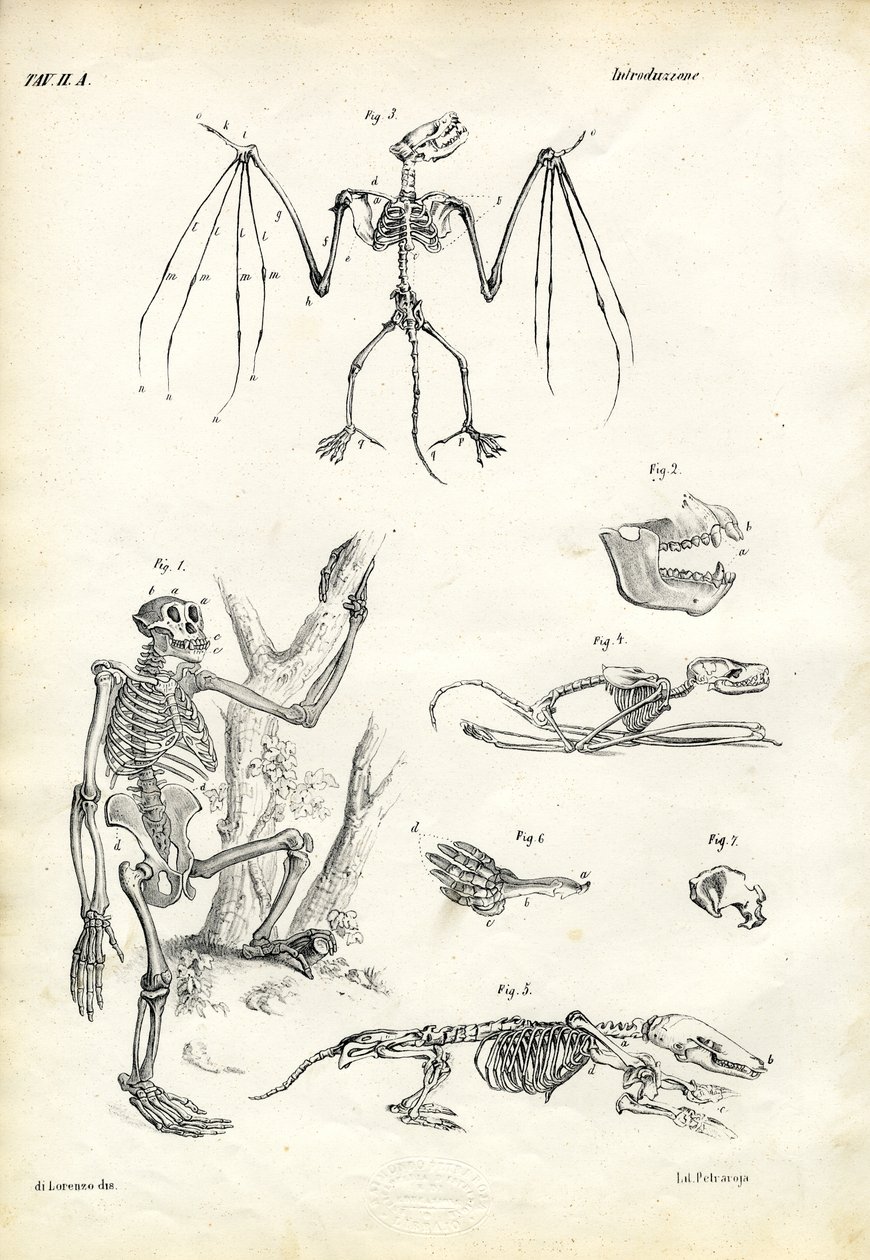 Bat, 1863-79 tekijältä Raimundo Petraroja