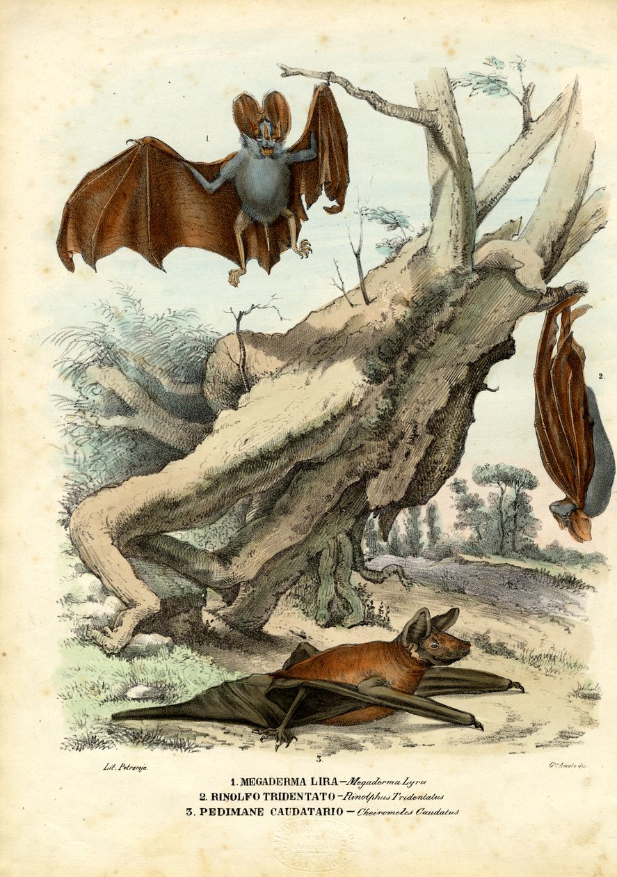 Lepakot, 1863-79 tekijältä Raimundo Petraroja