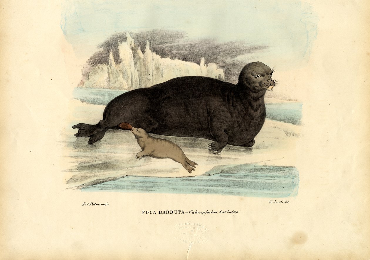 Partahylje, 1863-79 tekijältä Raimundo Petraroja