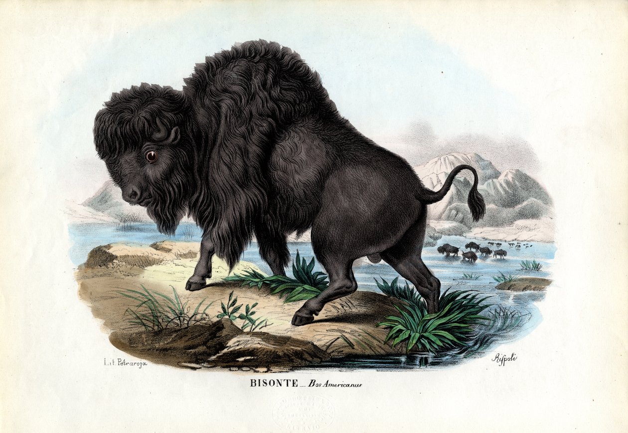 Bison, 1863-79 tekijältä Raimundo Petraroja