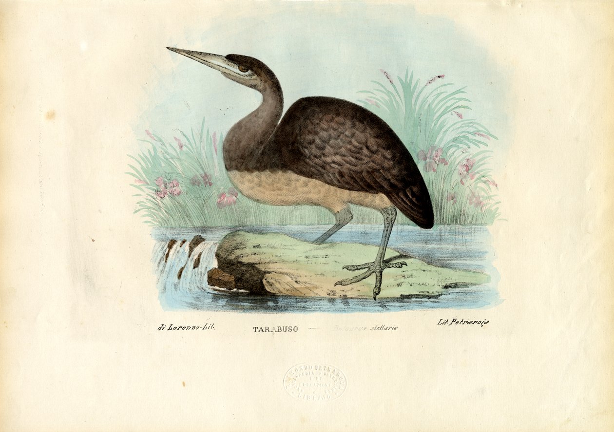 Bittern, 1863-79 tekijältä Raimundo Petraroja