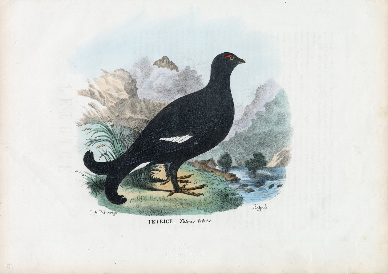 Teeri, 1863-79 tekijältä Raimundo Petraroja