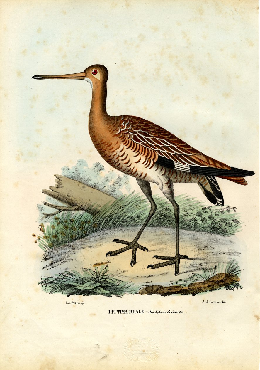 Mustapyrstö, 1863-79 tekijältä Raimundo Petraroja