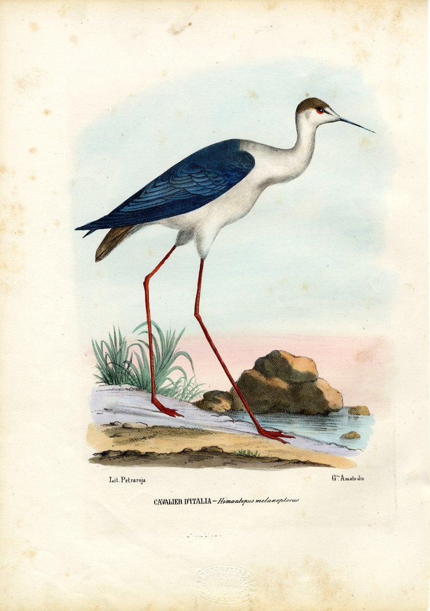 Mustasiipinen paalu, 1863-79 tekijältä Raimundo Petraroja