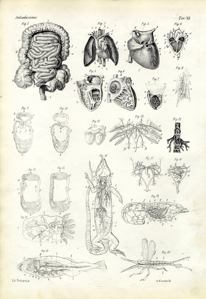 Blood System, 1863-79 tekijältä Raimundo Petraroja
