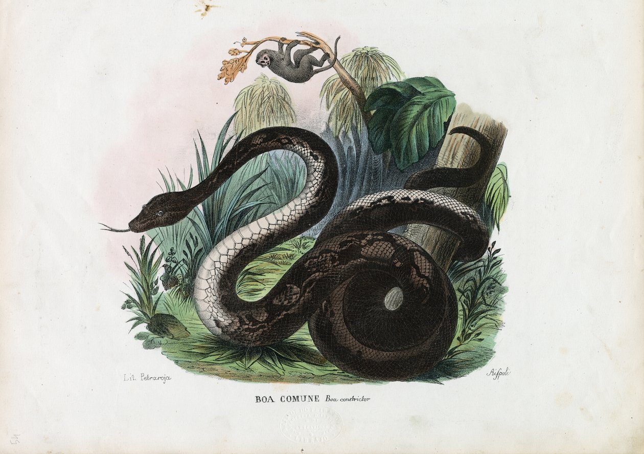 Boa Constrictor, 1863-79 tekijältä Raimundo Petraroja