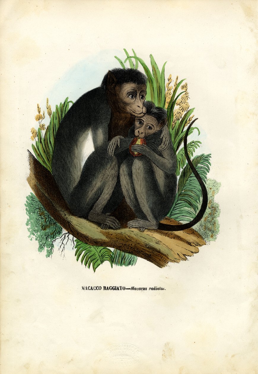 Bonnet Monkey, 1863-79 tekijältä Raimundo Petraroja