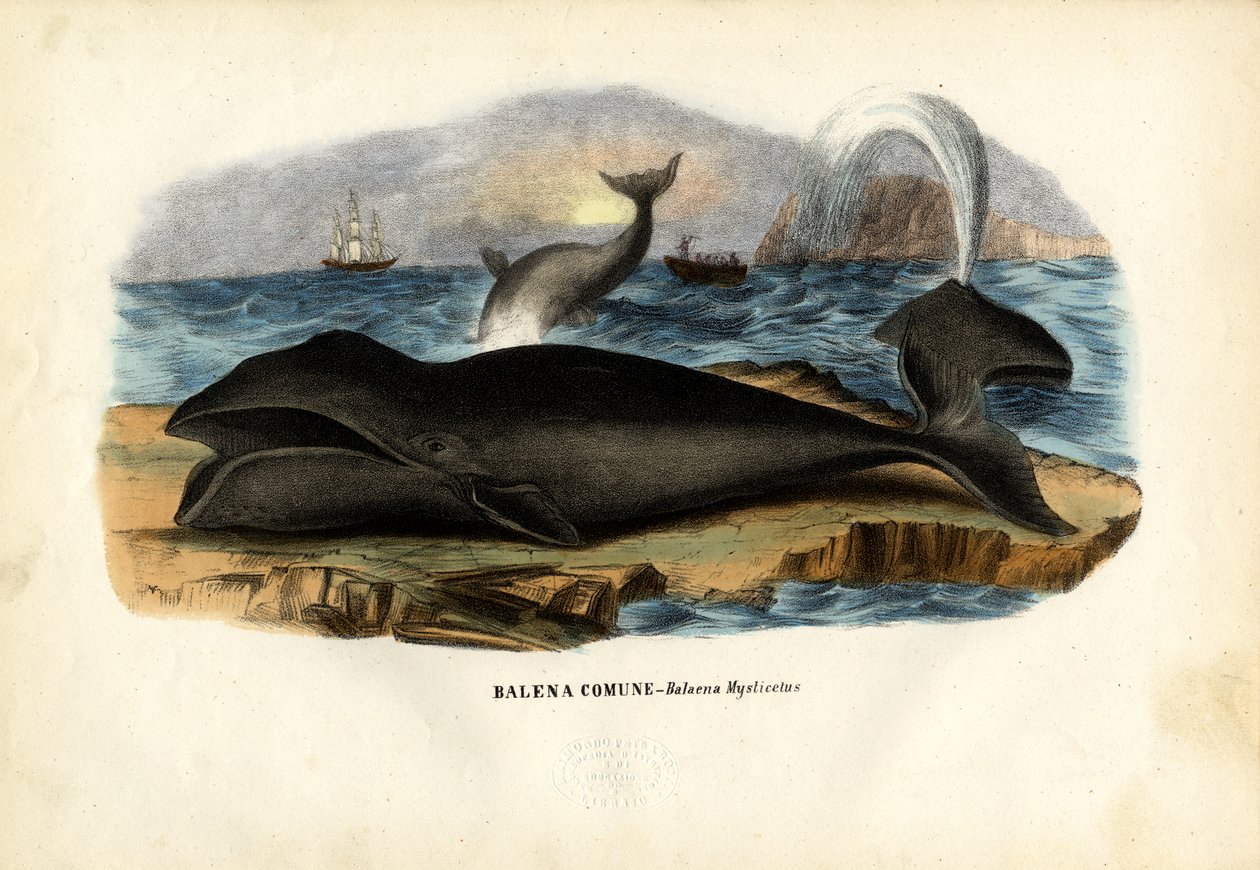 Bowhead Whale, 1863-79 tekijältä Raimundo Petraroja
