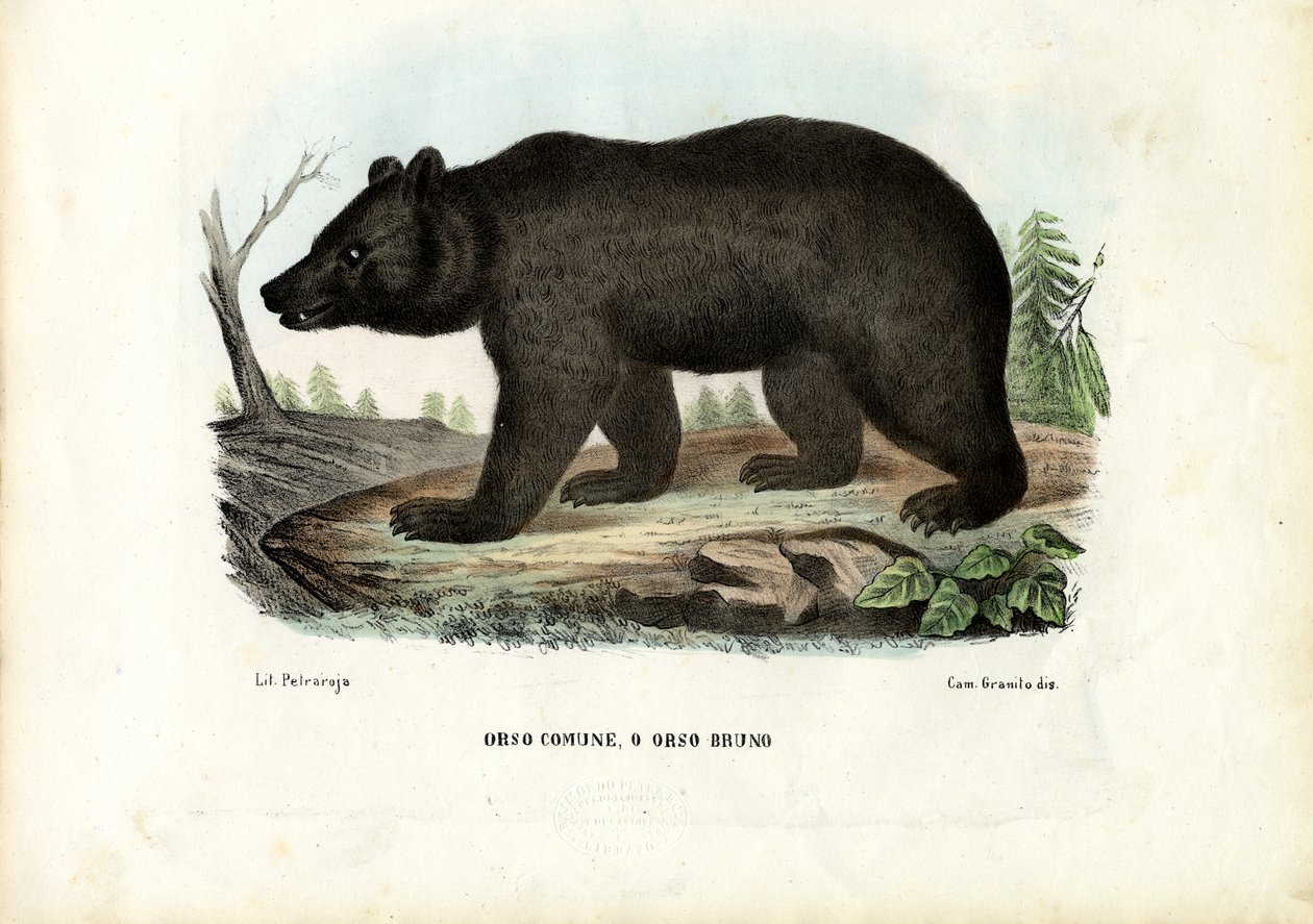 Ruskea karhu, 1863-79 tekijältä Raimundo Petraroja