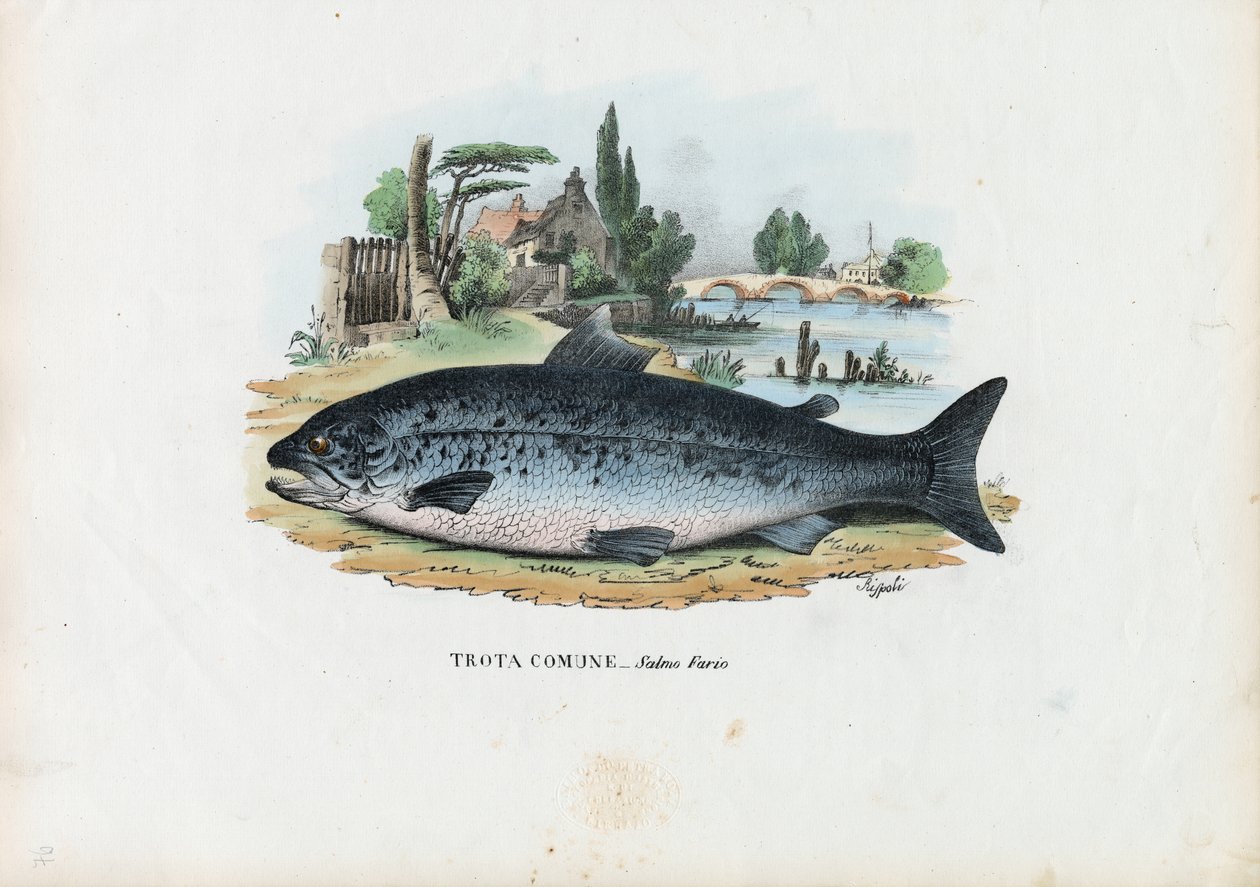 Taimen, 1863-79 tekijältä Raimundo Petraroja