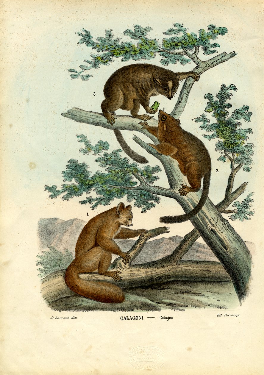 Bushbaby, 1863-79 tekijältä Raimundo Petraroja