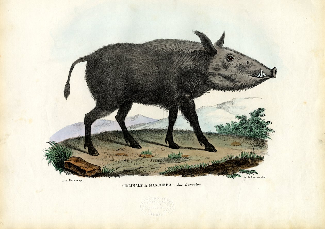 Bushpig, 1863-79 tekijältä Raimundo Petraroja