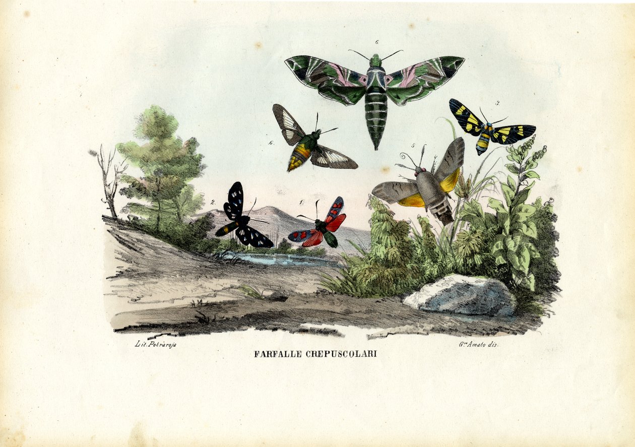 Perhoset, 1863-79 tekijältä Raimundo Petraroja