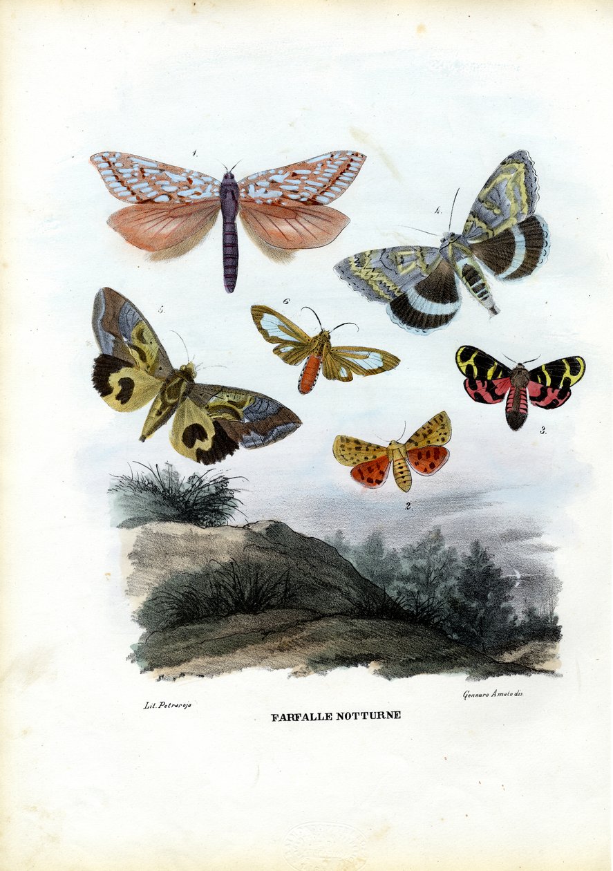Perhoset, 1863-79 tekijältä Raimundo Petraroja