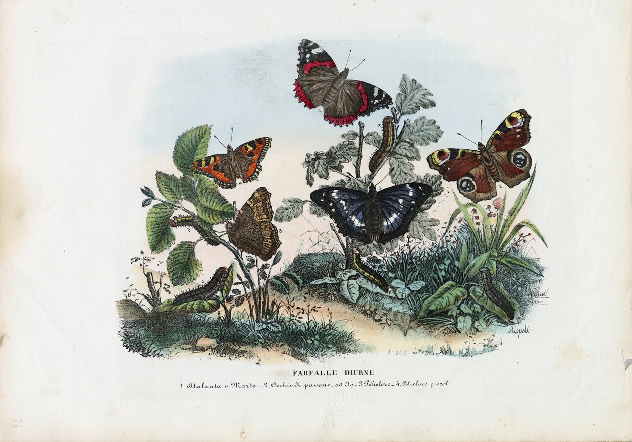 Perhoset, 1863-79 tekijältä Raimundo Petraroja