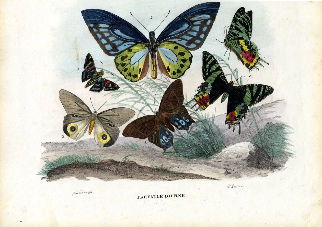 Perhoset, 1863-79 tekijältä Raimundo Petraroja