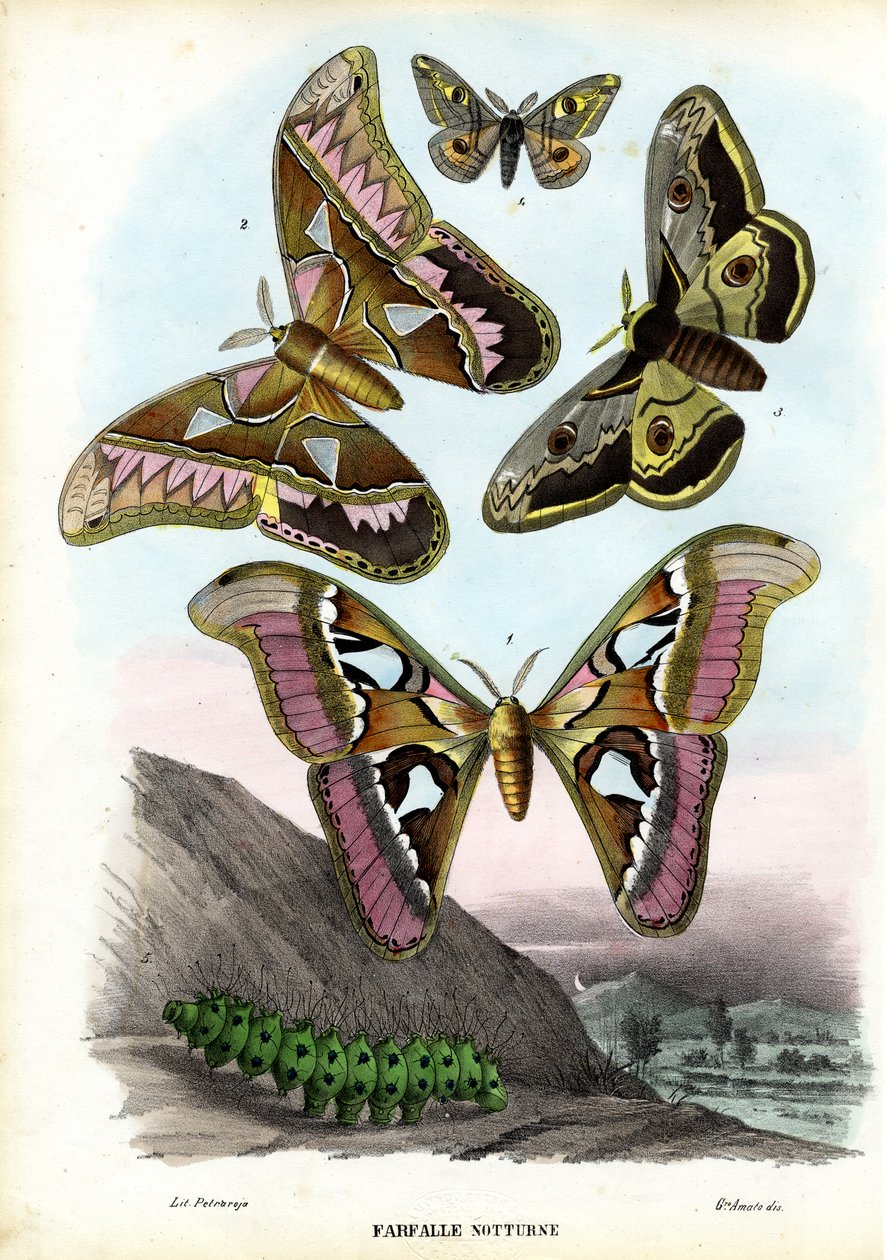 Perhoset, 1863-79 tekijältä Raimundo Petraroja