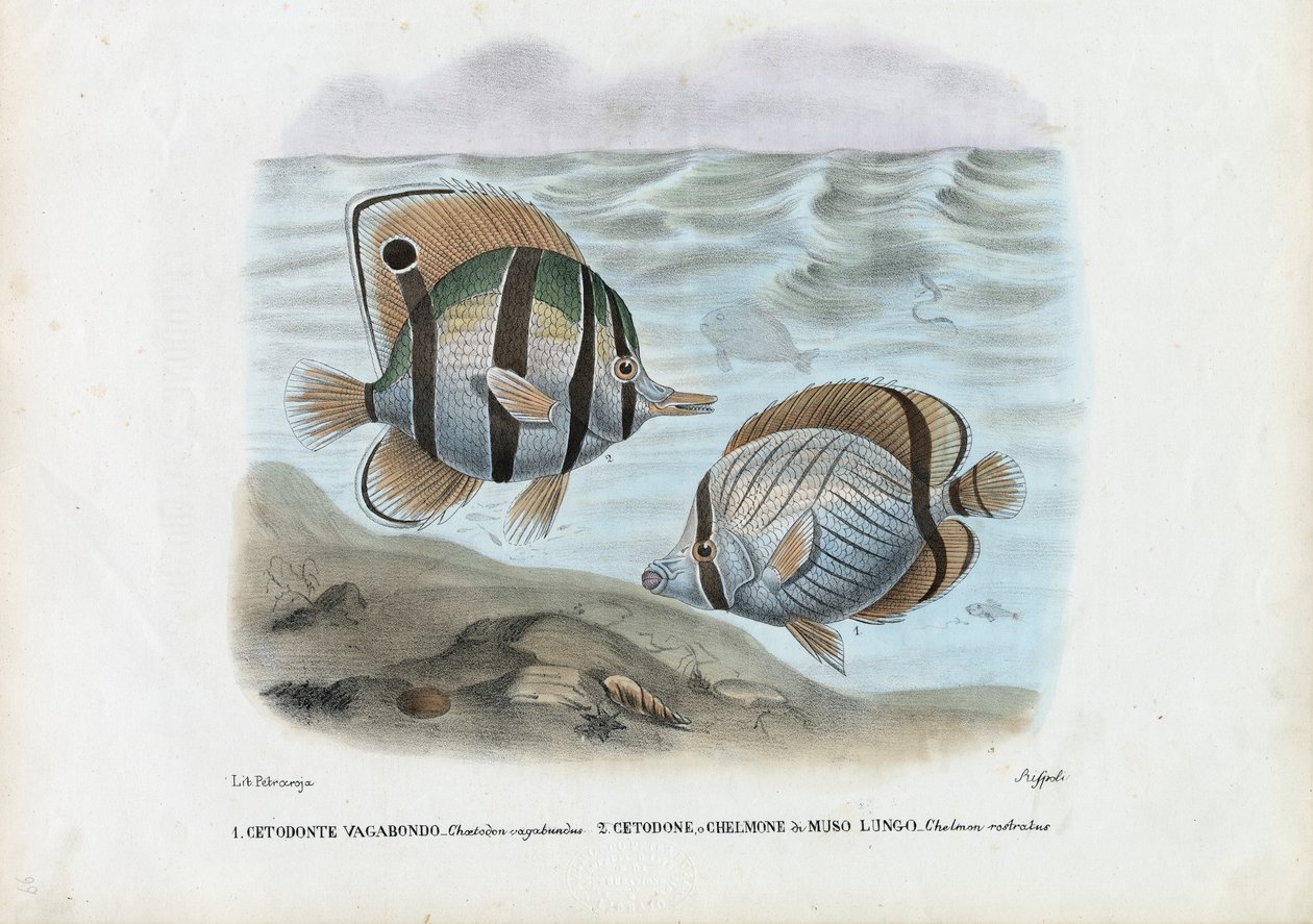 Perhoskala, 1863-79 tekijältä Raimundo Petraroja