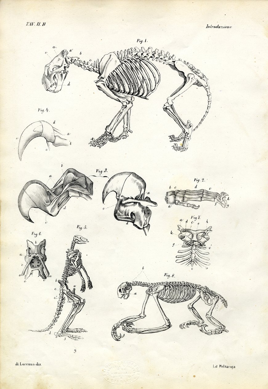 Kissa, 1863-79 tekijältä Raimundo Petraroja