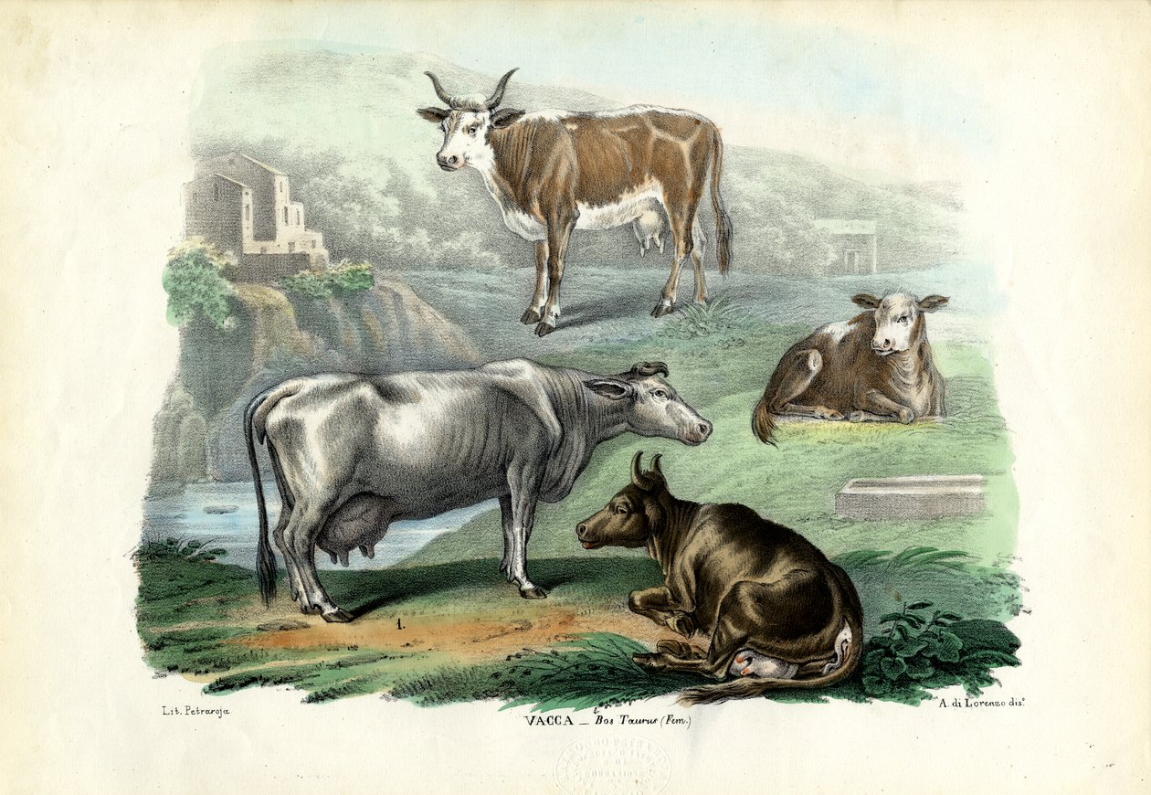 Nauta, 1863-79 tekijältä Raimundo Petraroja