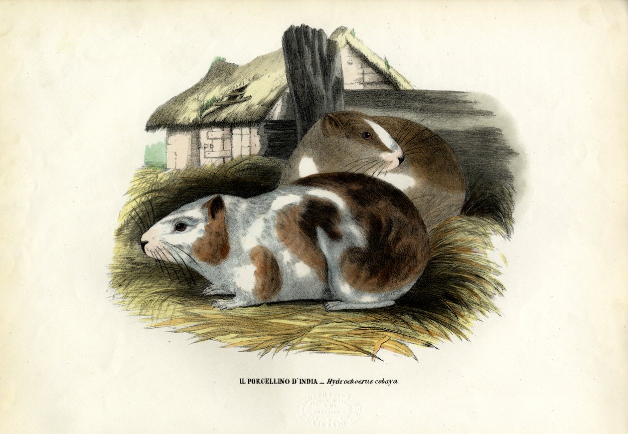 Cavy, 1863-79 tekijältä Raimundo Petraroja