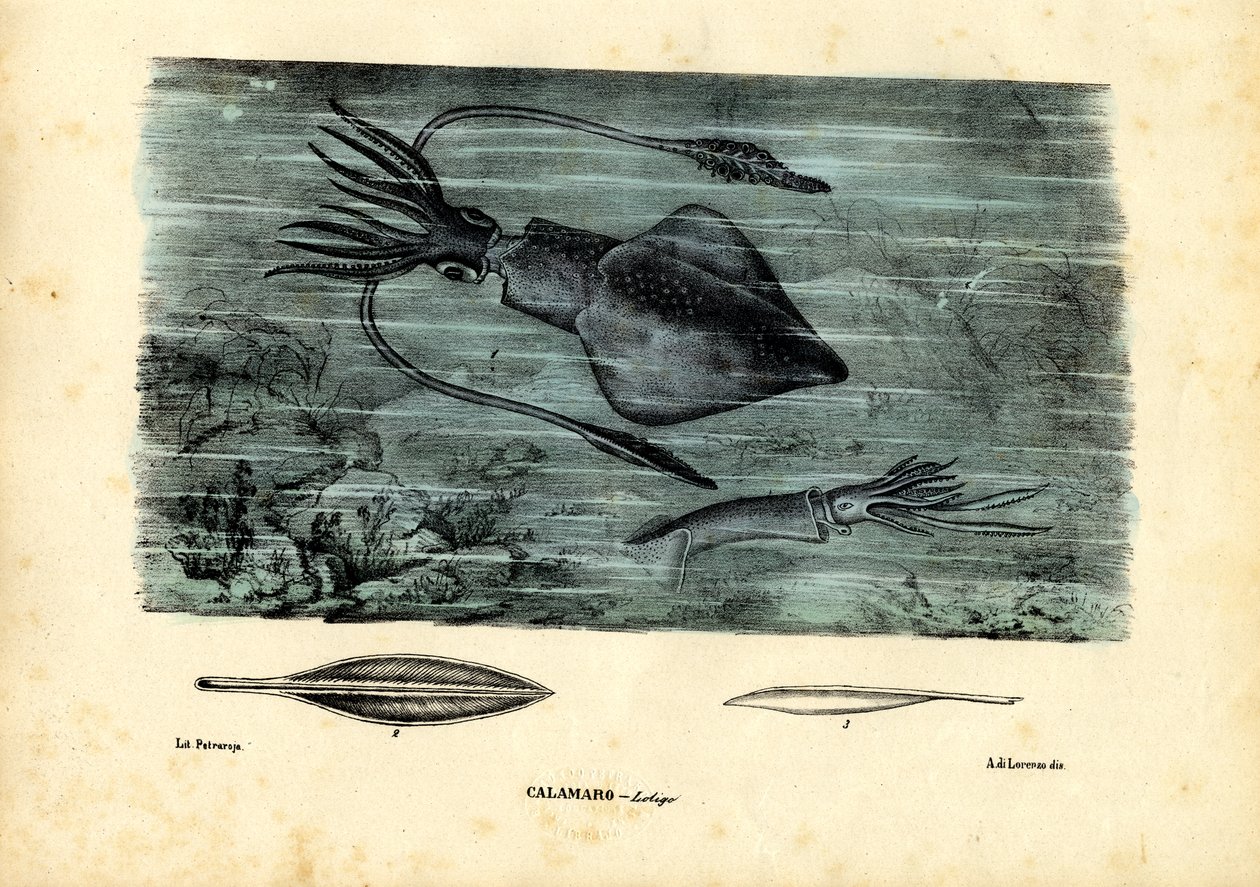 Pääjalkaiset, 1863-79 tekijältä Raimundo Petraroja