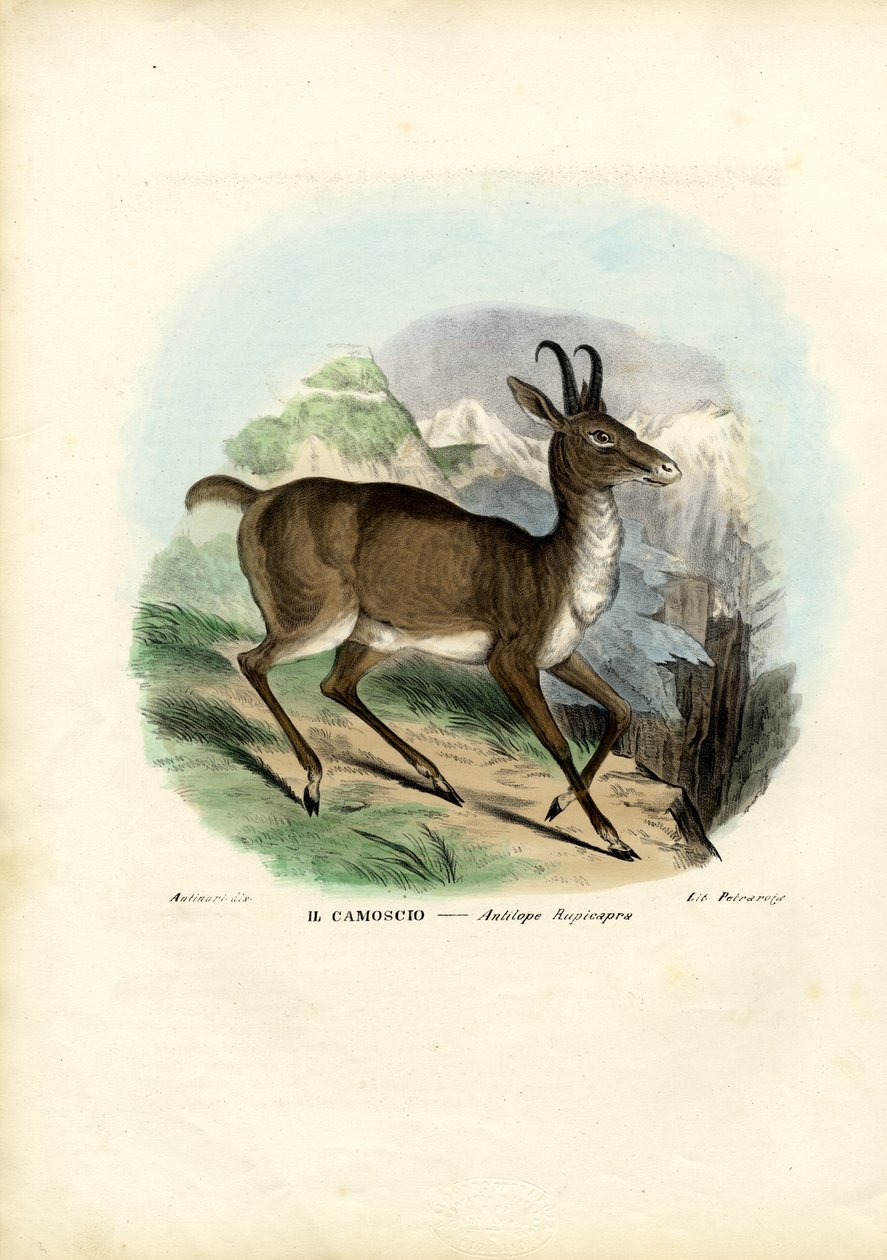 Säämiskä, 1863-79 tekijältä Raimundo Petraroja