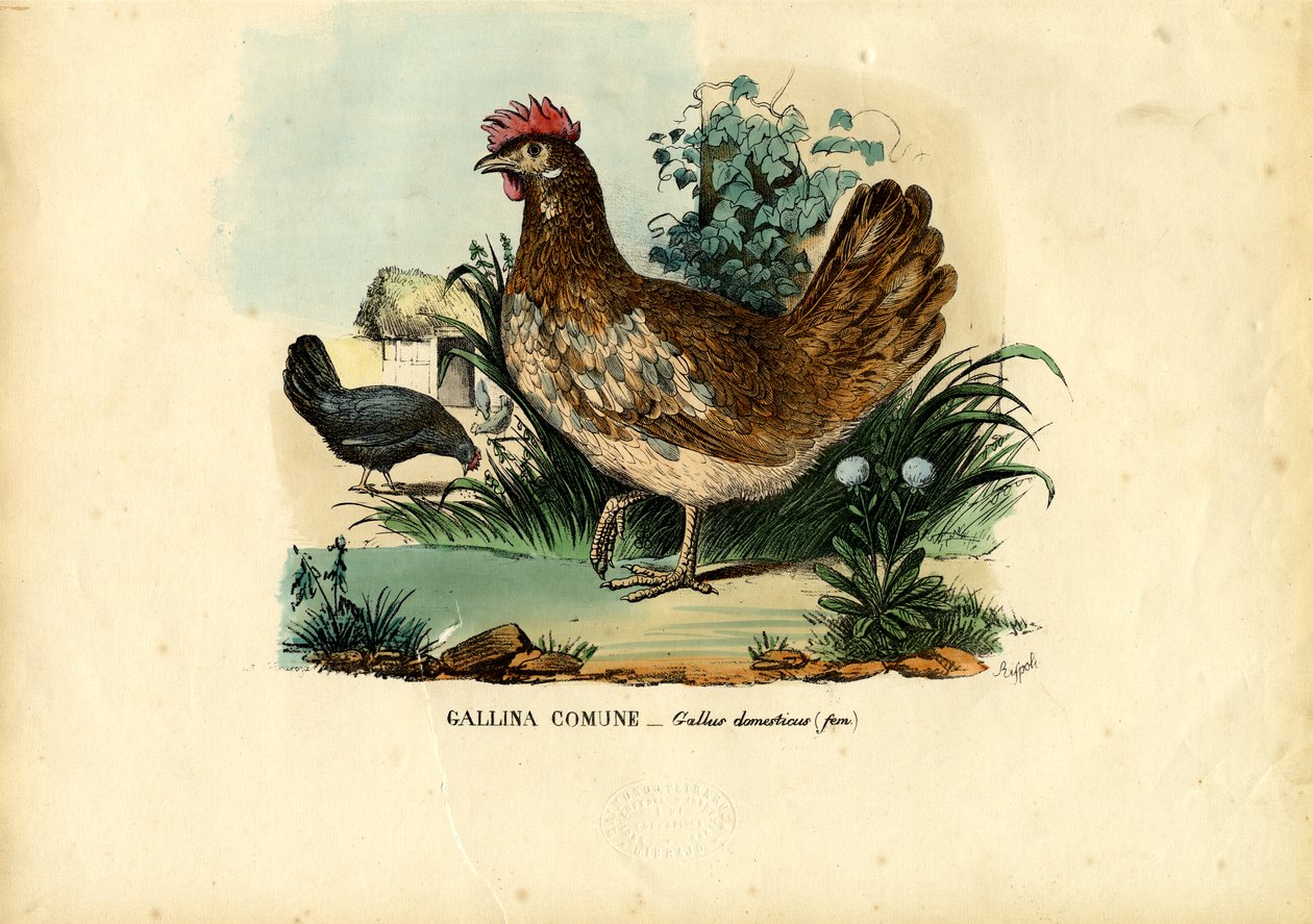 Kana, 1863-79 tekijältä Raimundo Petraroja