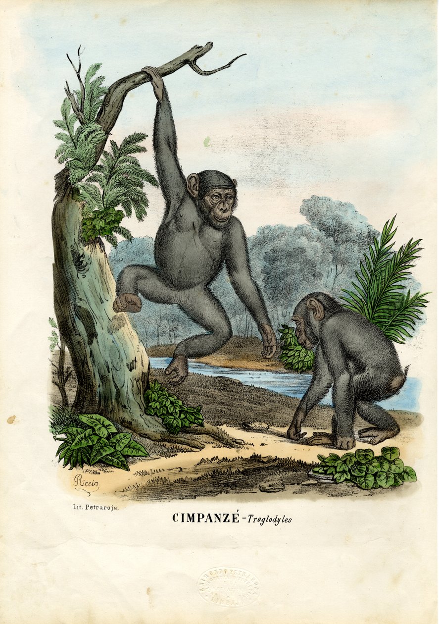 Simpanssi, 1863-79 tekijältä Raimundo Petraroja