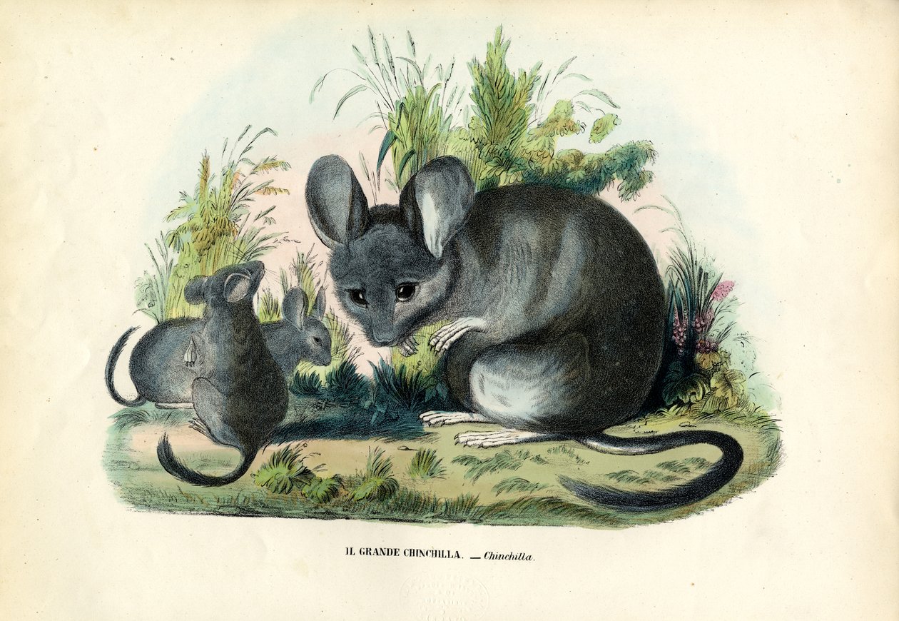 Chinchilla, 1863-79 tekijältä Raimundo Petraroja