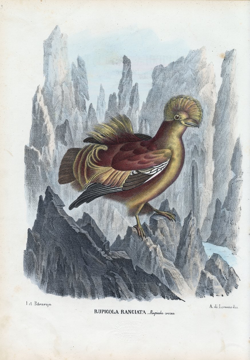 Cock-Of-The-Rock, 1863-79 tekijältä Raimundo Petraroja