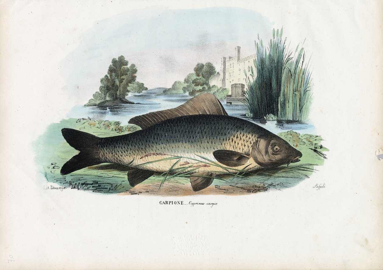 Karppi, 1863-79 tekijältä Raimundo Petraroja