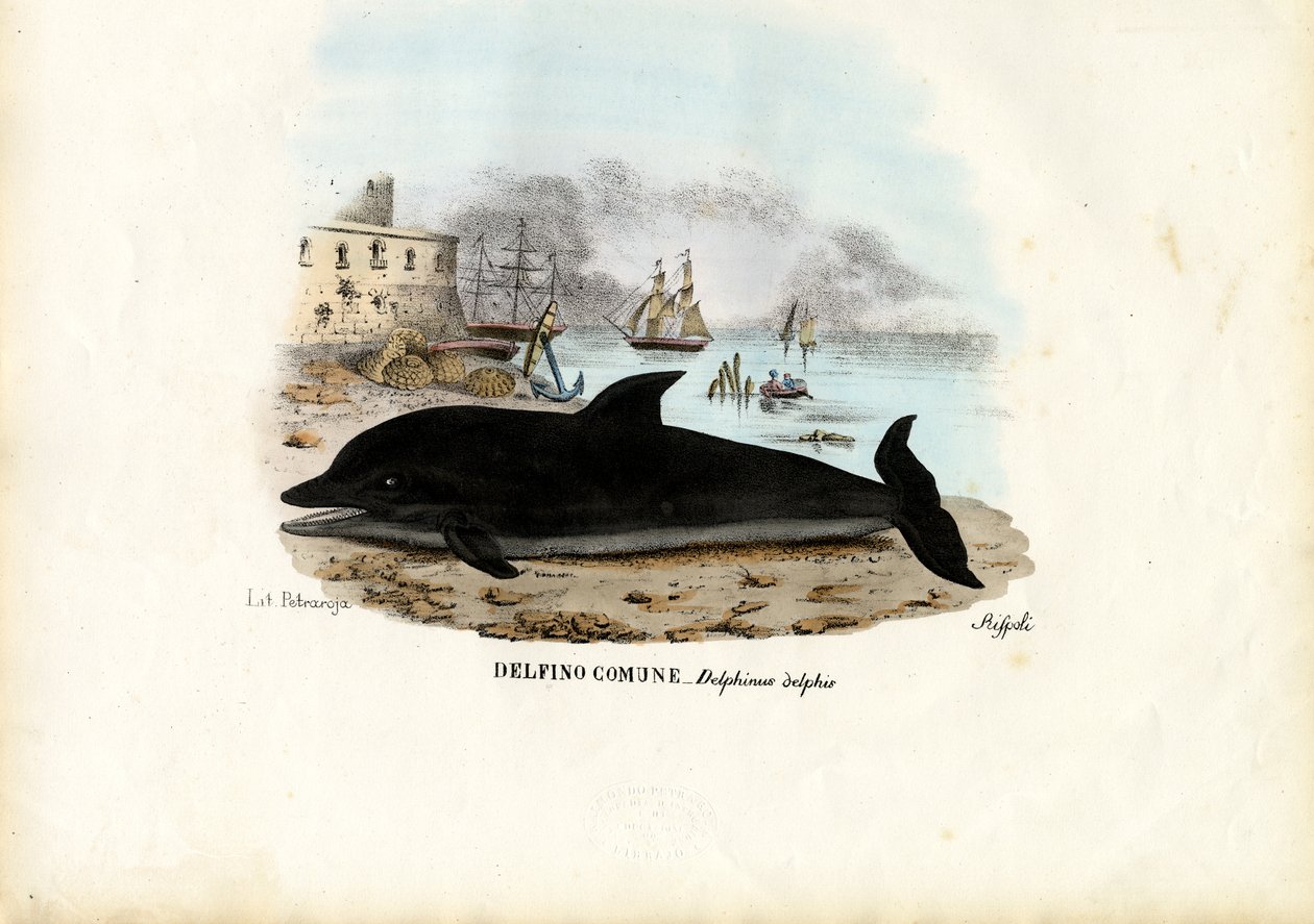 Delfiini, 1863-79 tekijältä Raimundo Petraroja