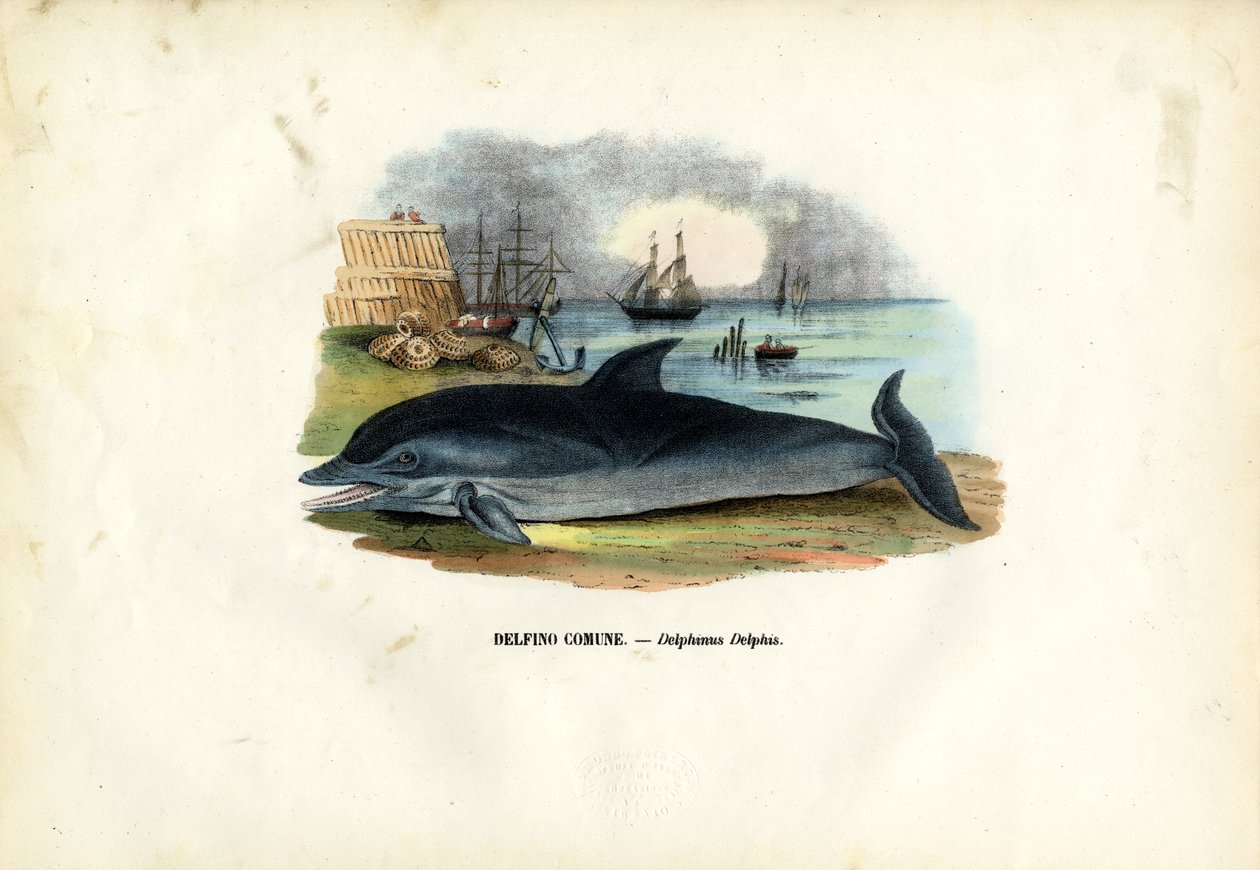 Tavallinen delfiini, 1863-79 tekijältä Raimundo Petraroja