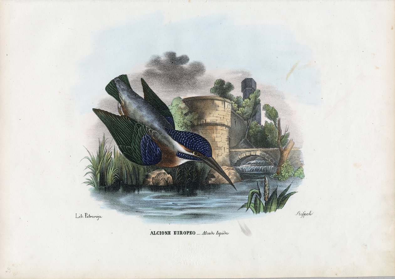 Kingfisher, 1863-79 tekijältä Raimundo Petraroja
