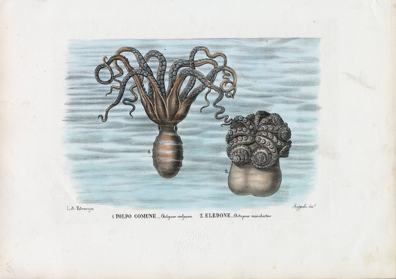 Tavallinen mustekala, 1863-79 tekijältä Raimundo Petraroja