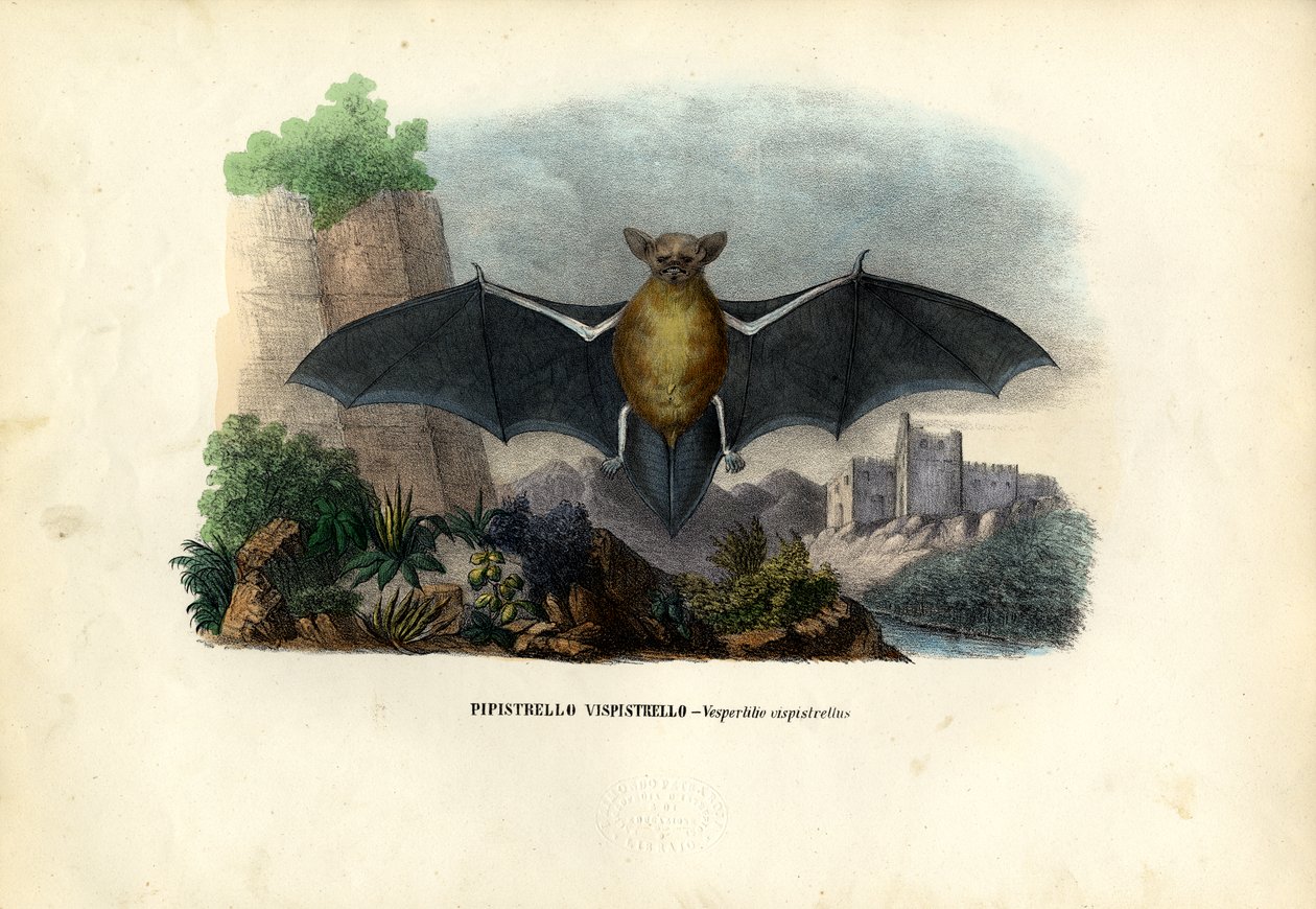 Common Pipistrelle, 1863-79 tekijältä Raimundo Petraroja