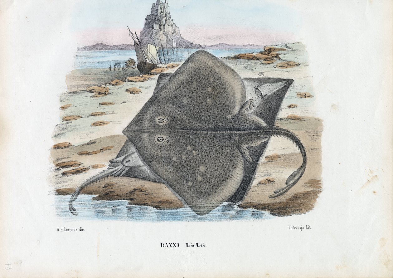 Rullaluistelija, 1863-79 tekijältä Raimundo Petraroja