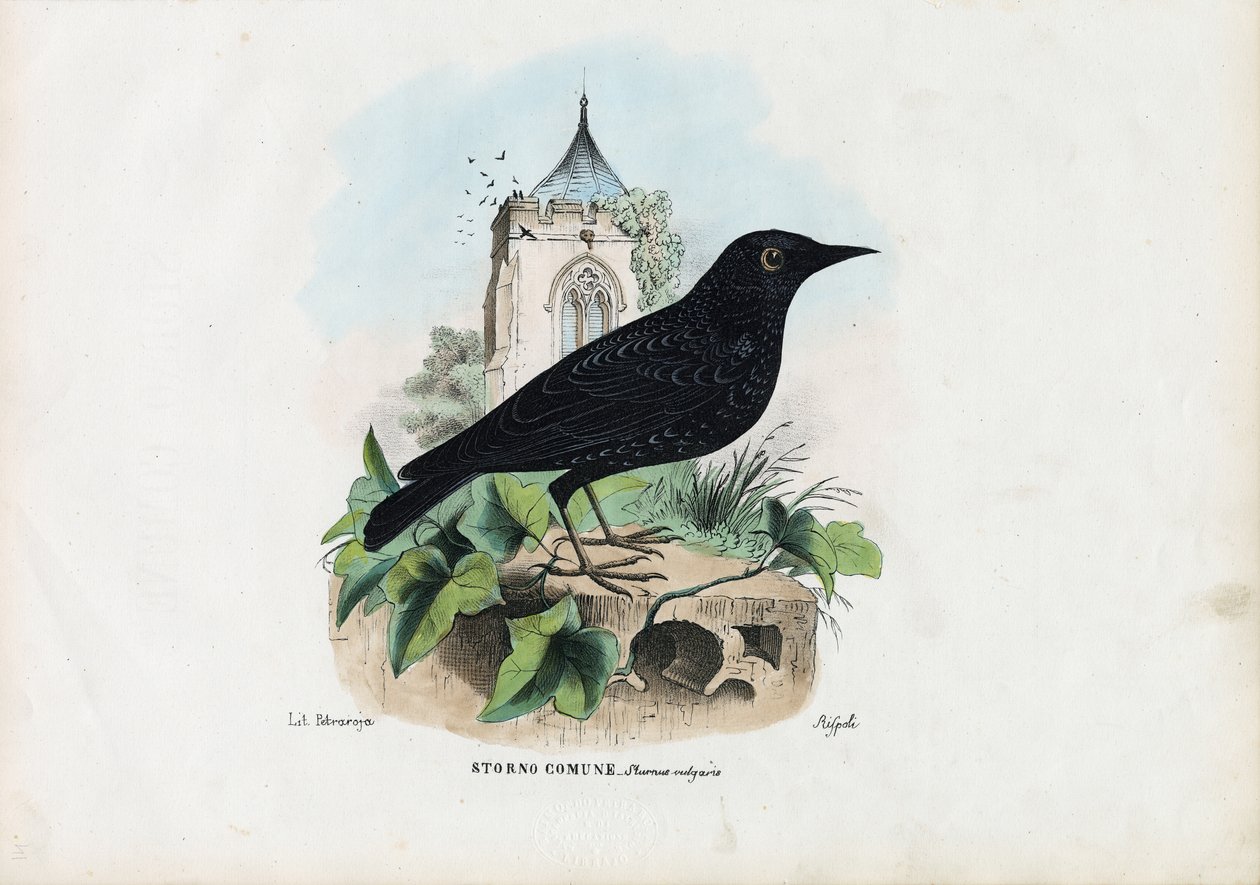 Common Starling, 1863-79 tekijältä Raimundo Petraroja