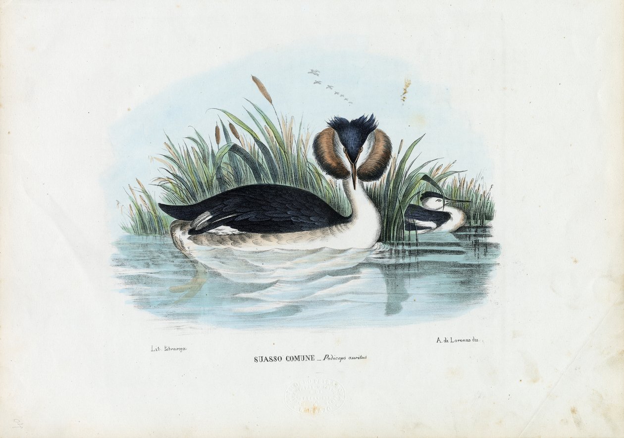 Harjakurkku, 1863-79 tekijältä Raimundo Petraroja