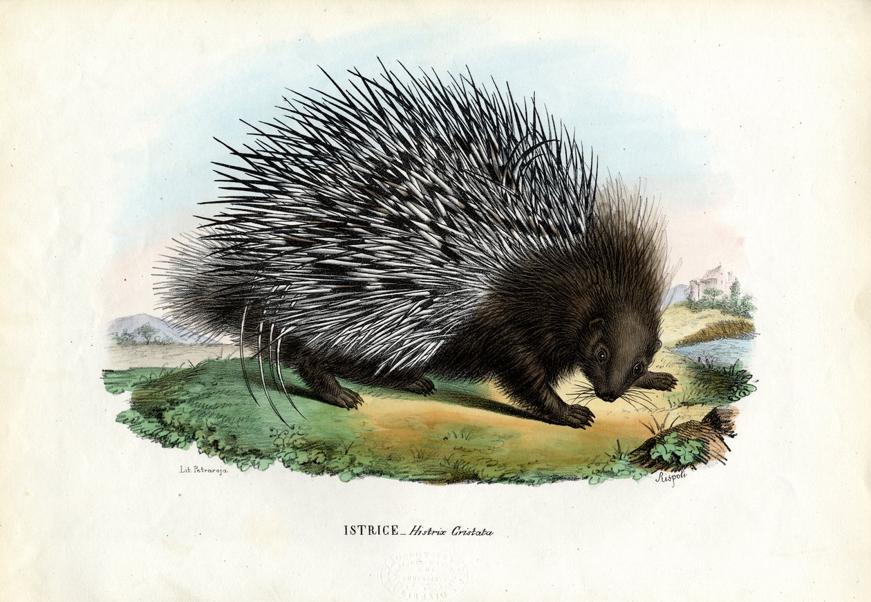 Piikkisika, 1863-79 tekijältä Raimundo Petraroja