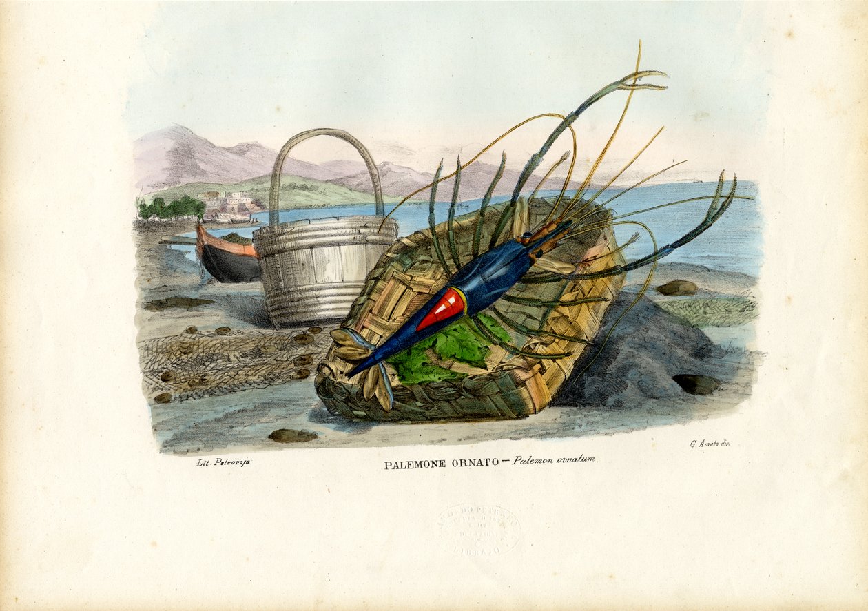 Äyriäiset, 1863-79 tekijältä Raimundo Petraroja