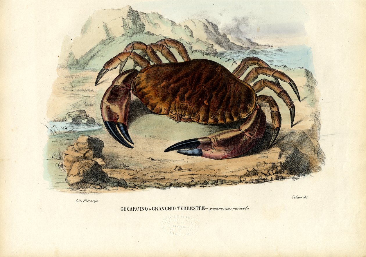 Äyriäiset, 1863-79 tekijältä Raimundo Petraroja