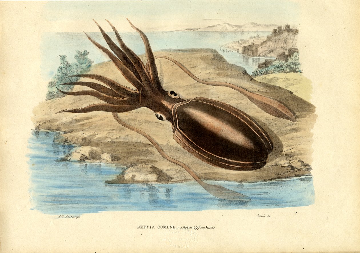 Seepia, 1863-79 tekijältä Raimundo Petraroja