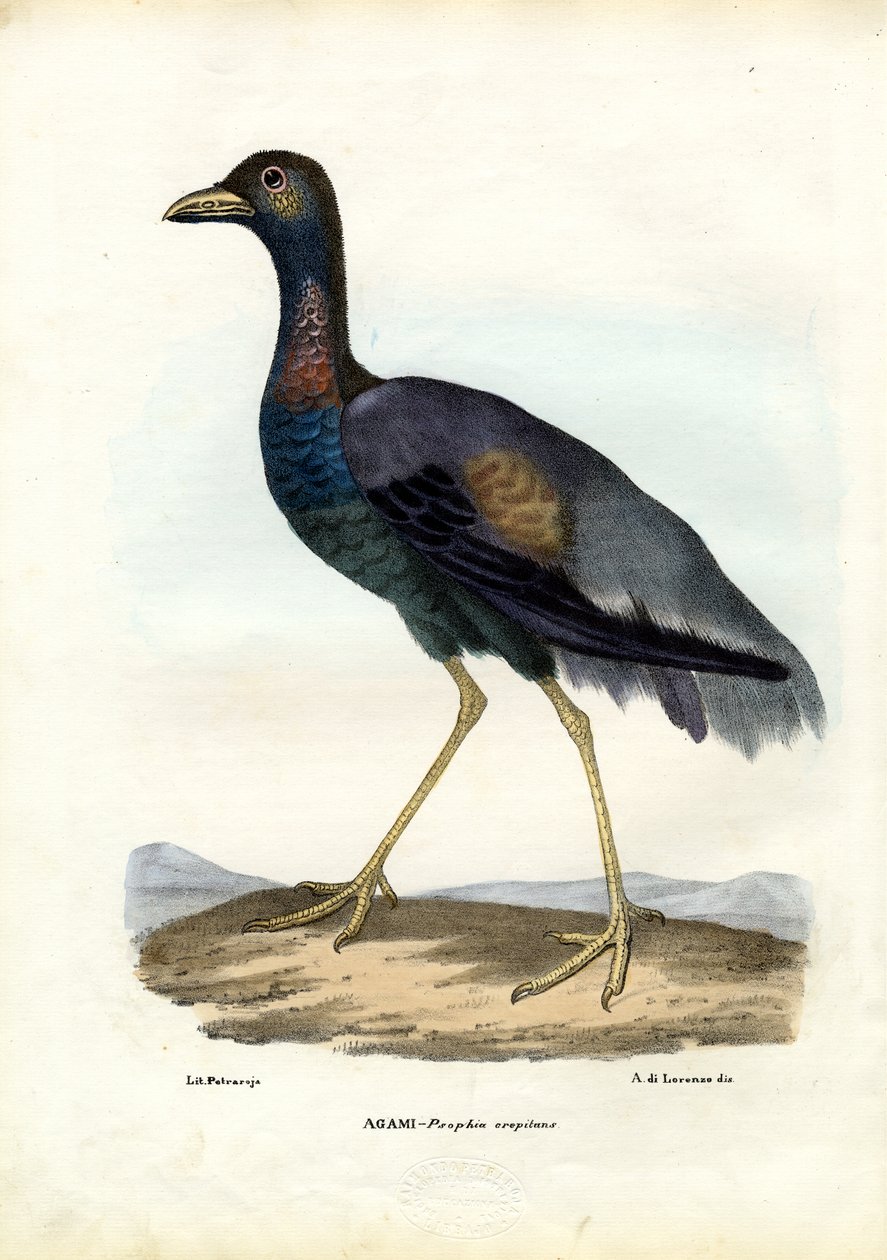 Tummasiiveinen trumpetisti, 1863-79 tekijältä Raimundo Petraroja
